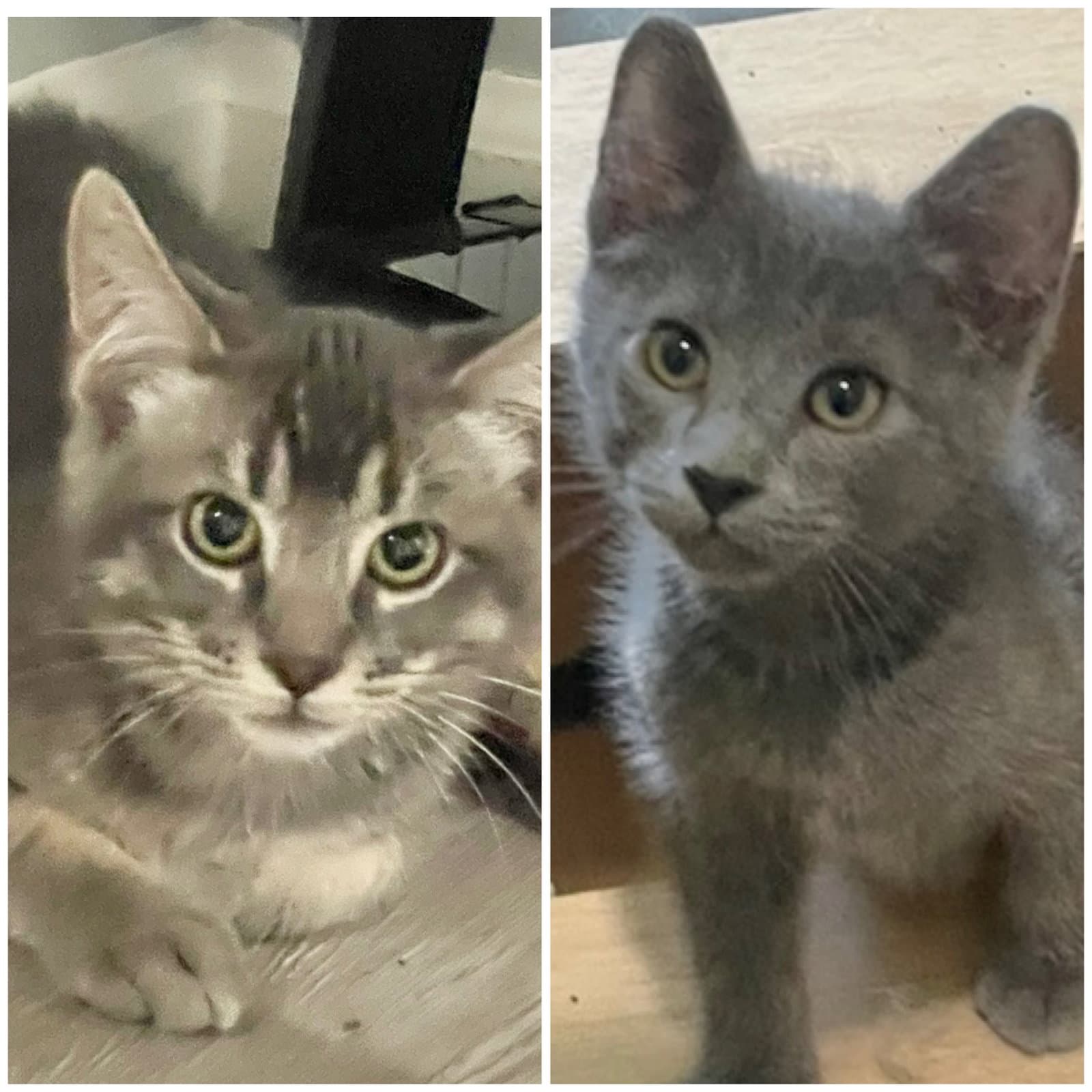 Yugi And Megumi - Domestic Short Hair