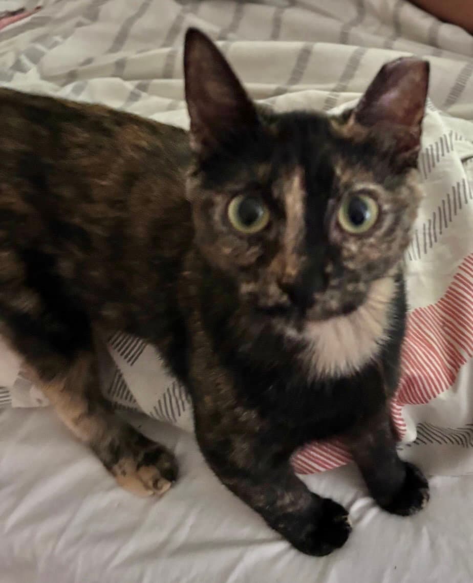 Mugsy - Domestic Short Hair