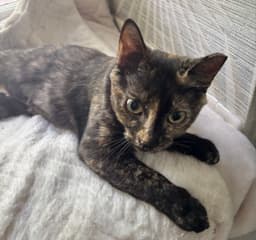 Mugsy image 3