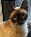 Sophie - Siamese