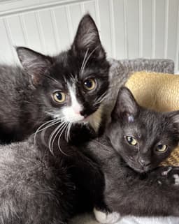 Oliver And Olivia image 1