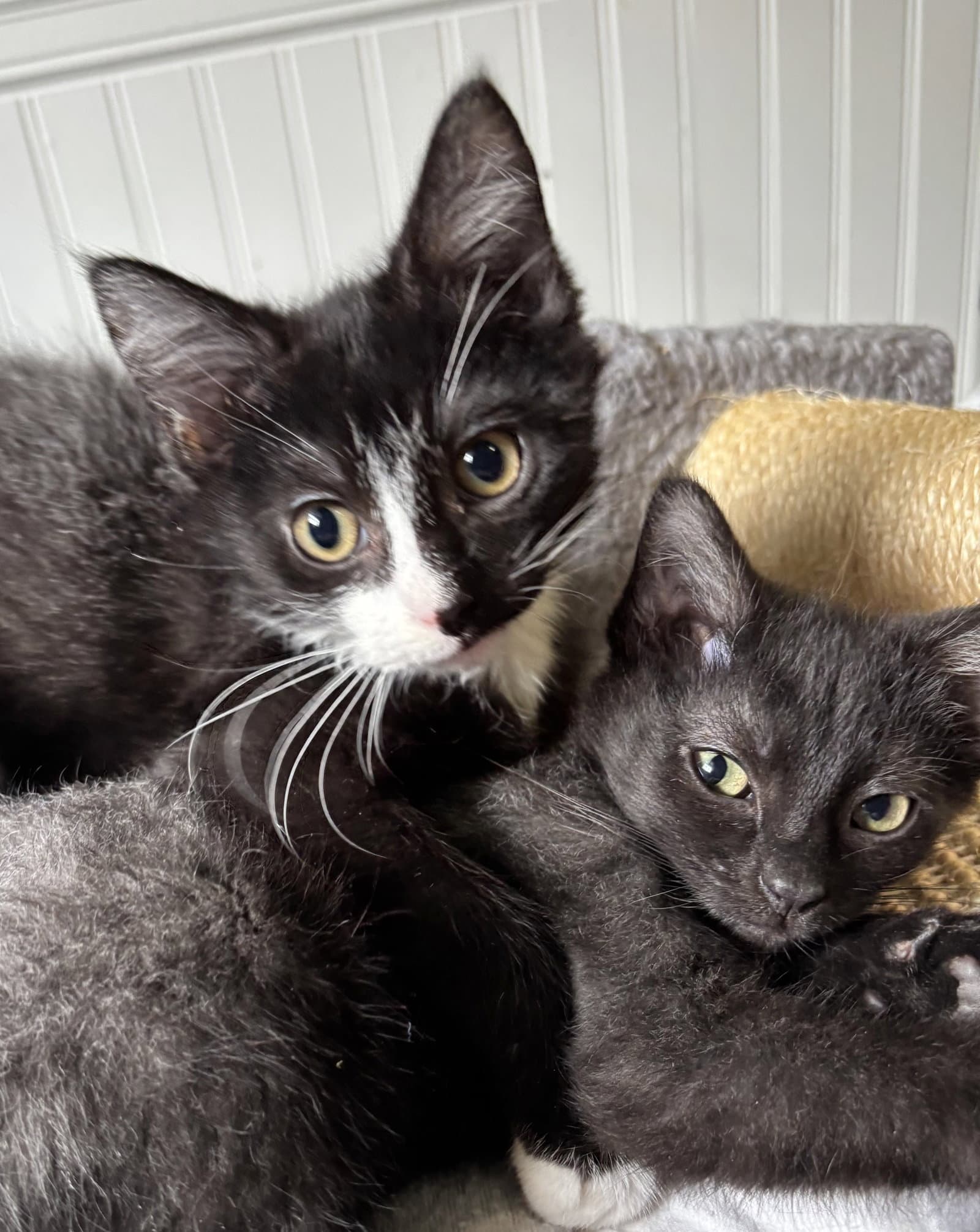 Oliver And Olivia - Domestic Long Hair
