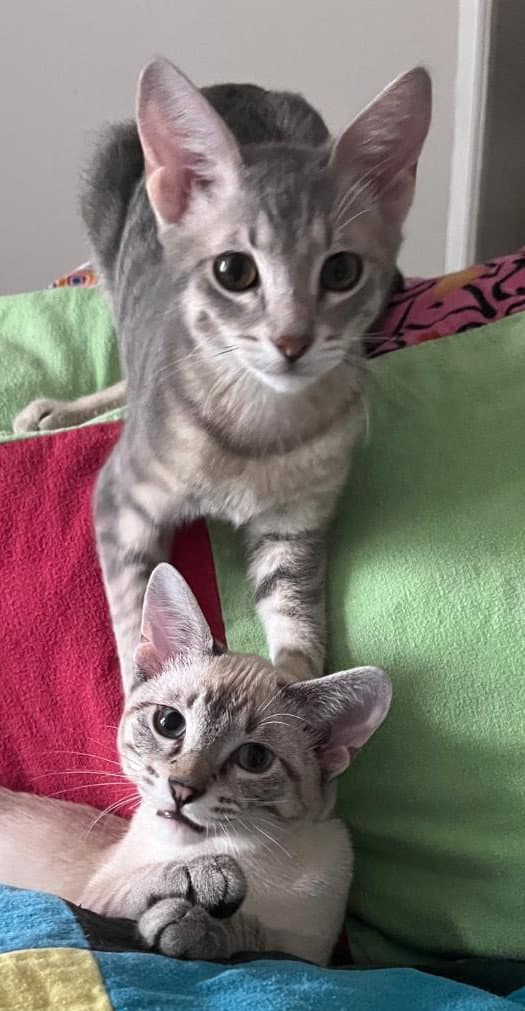 Hippo And Patra - Siamese