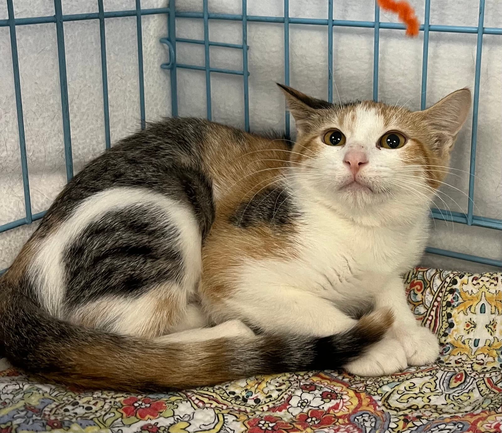Birdie - Domestic Short Hair