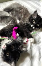 Bailey And June - Domestic Long Hair
