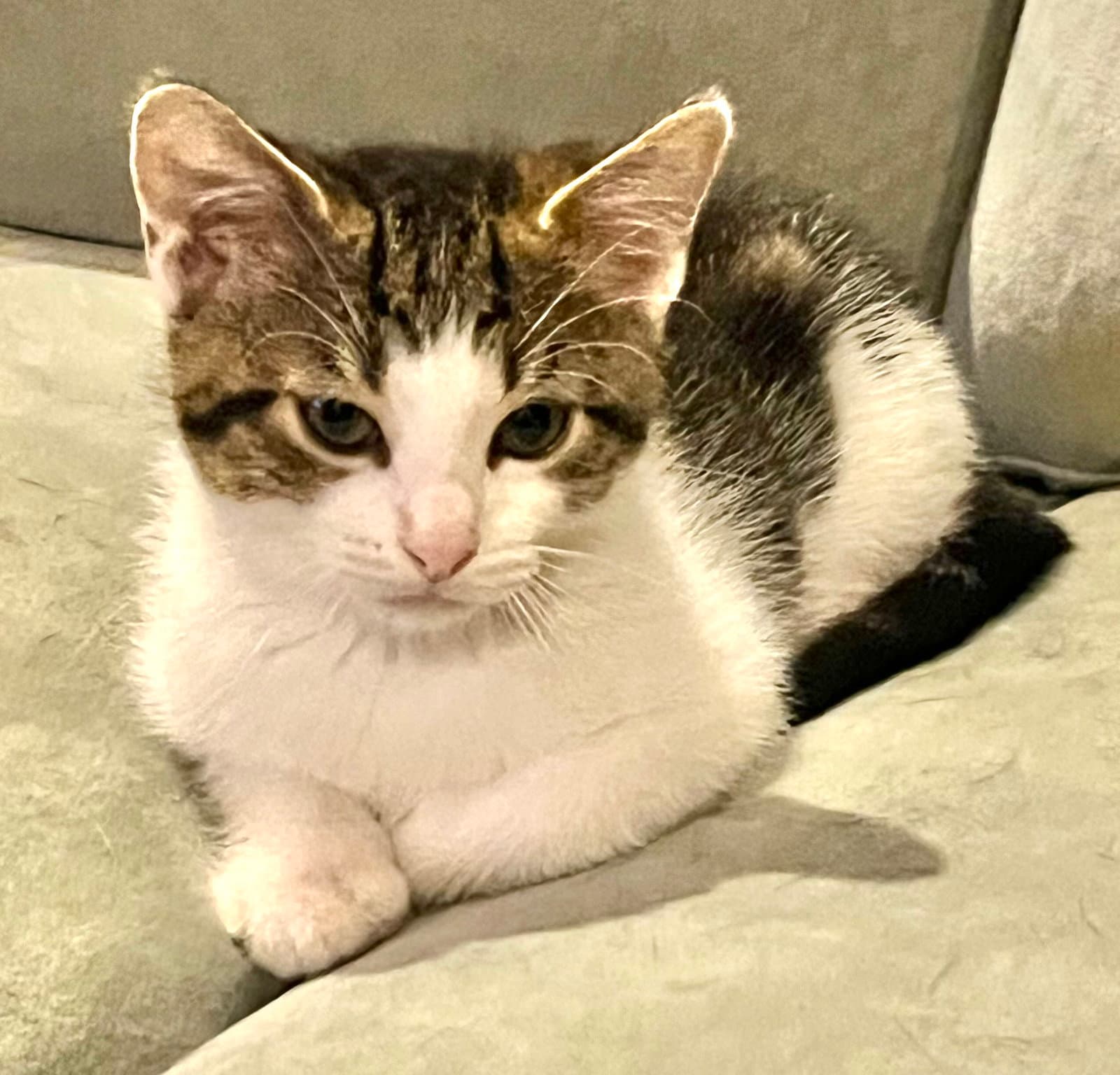 Matteo And Guilia - Domestic Short Hair