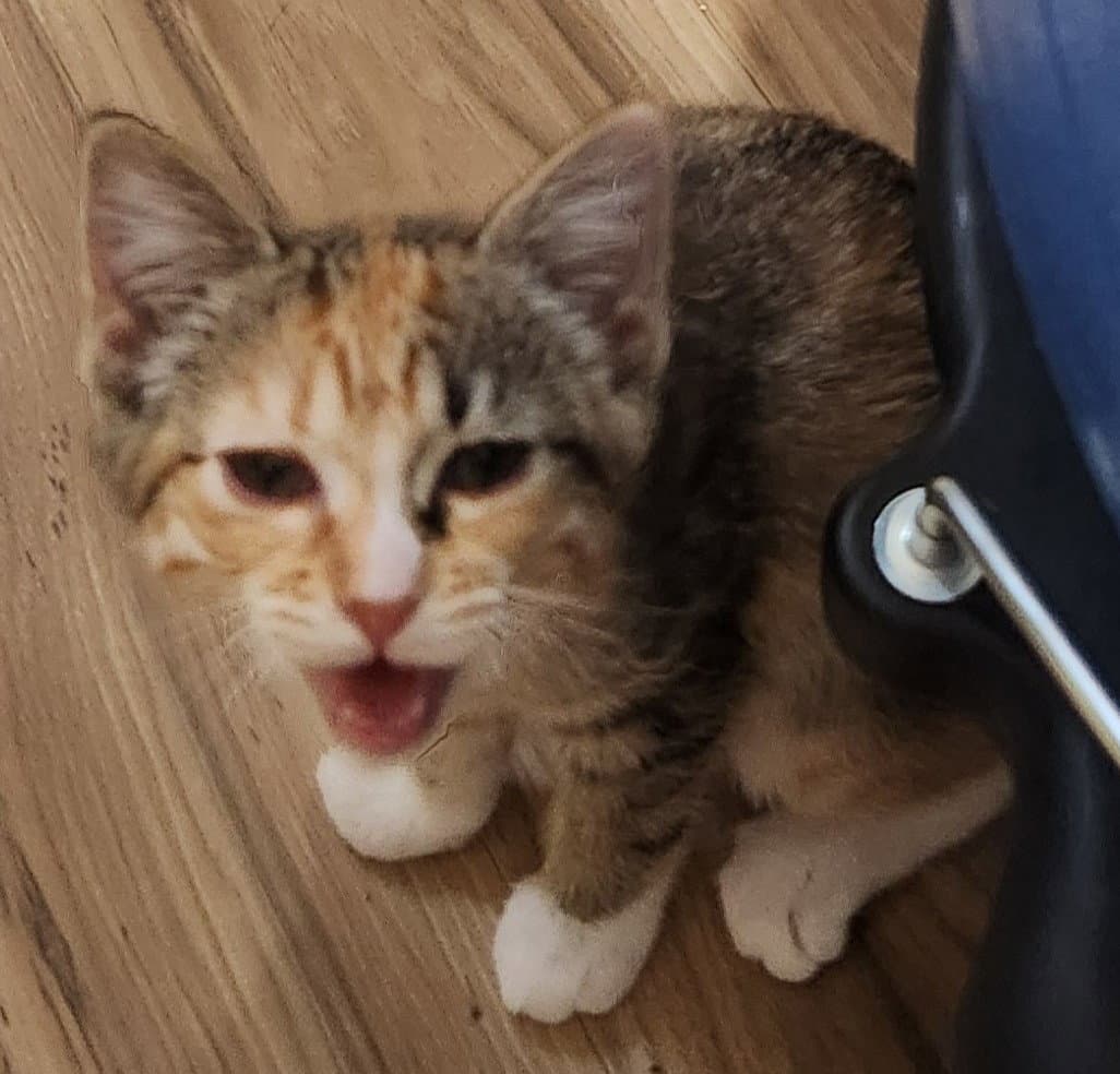Dylan - Domestic Short Hair