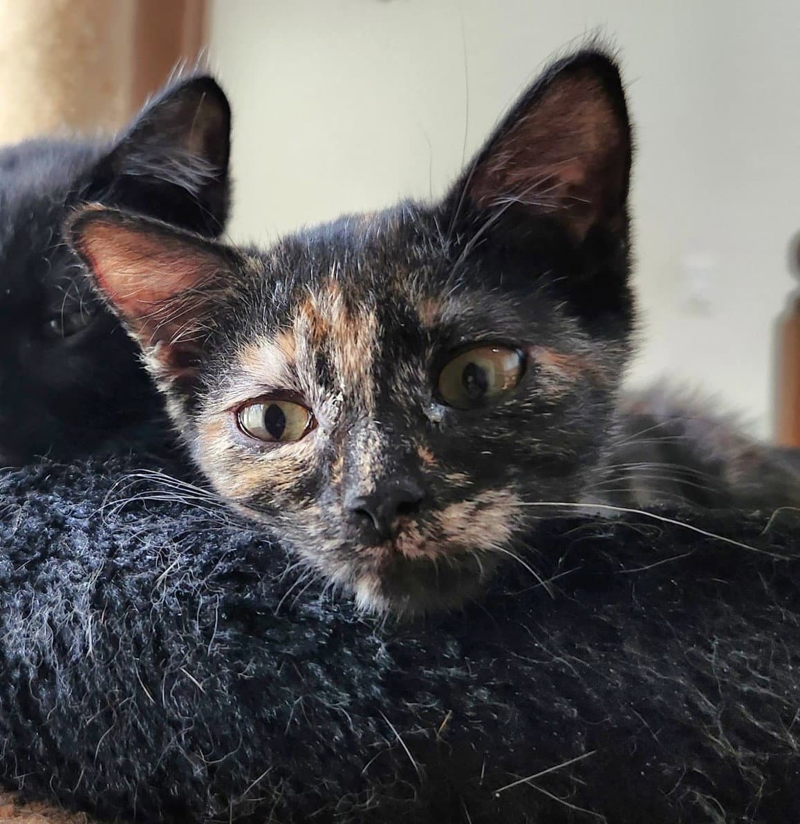 Alex - Domestic Short Hair