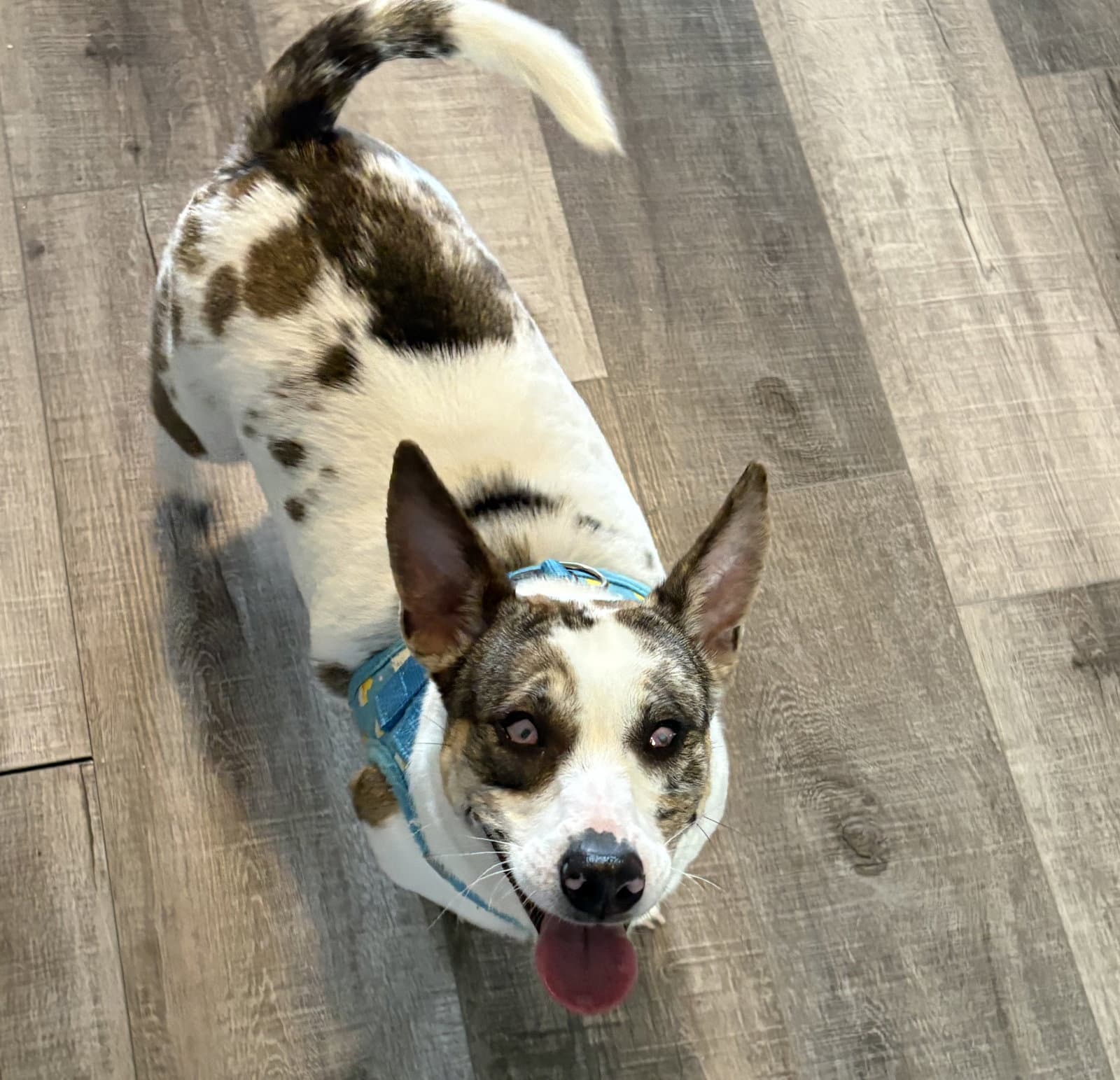 Raya - Chihuahua