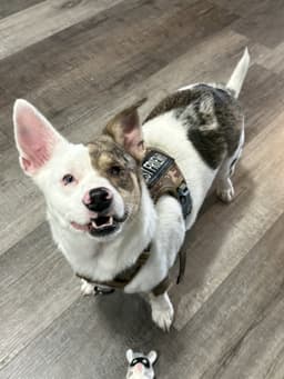 Rufus image 1