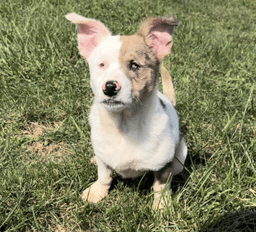 Rufus image 2