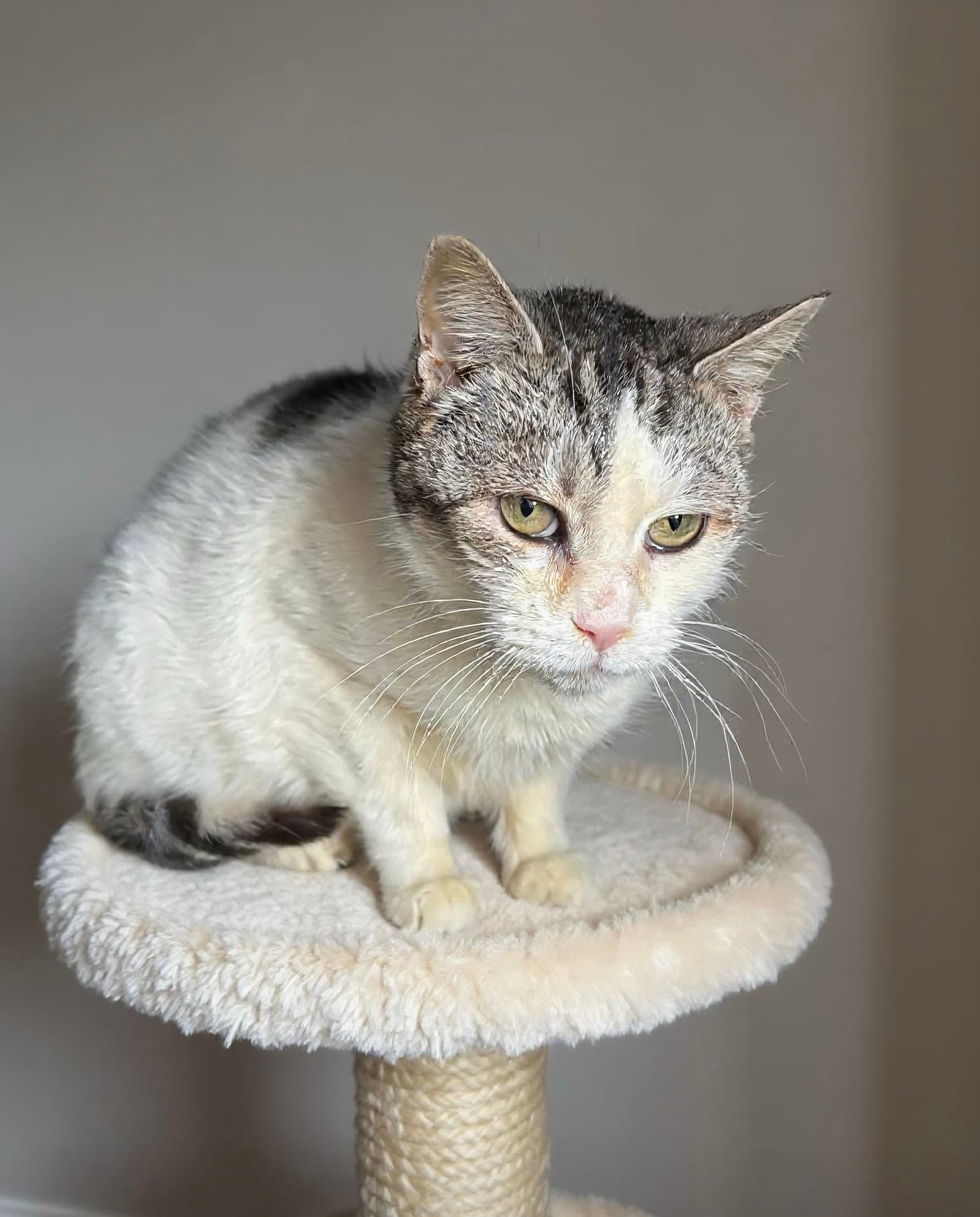 Khloe - Domestic Short Hair