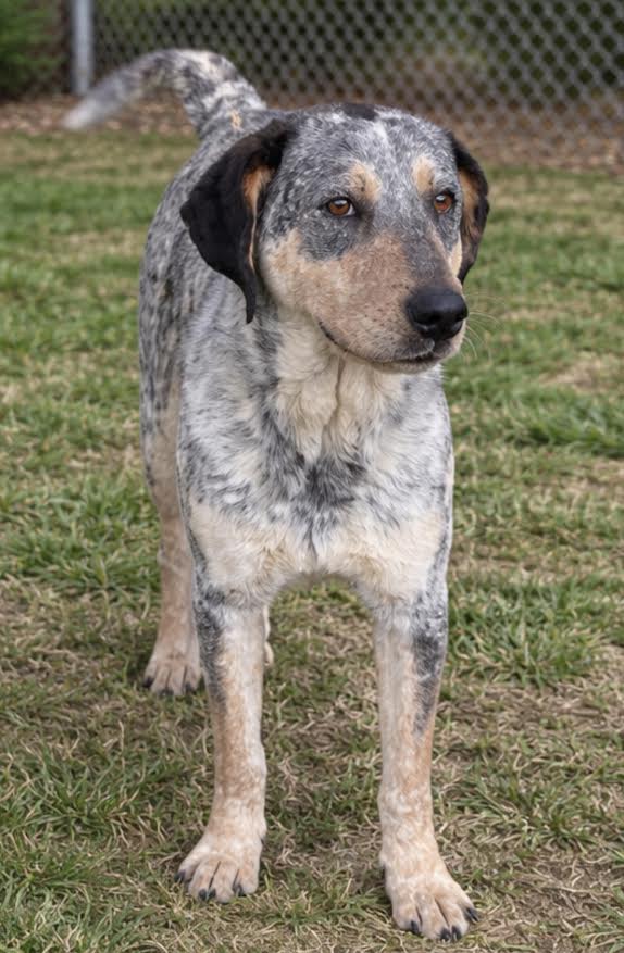 Dusty - Australian Cattle Dog/Blue Heeler