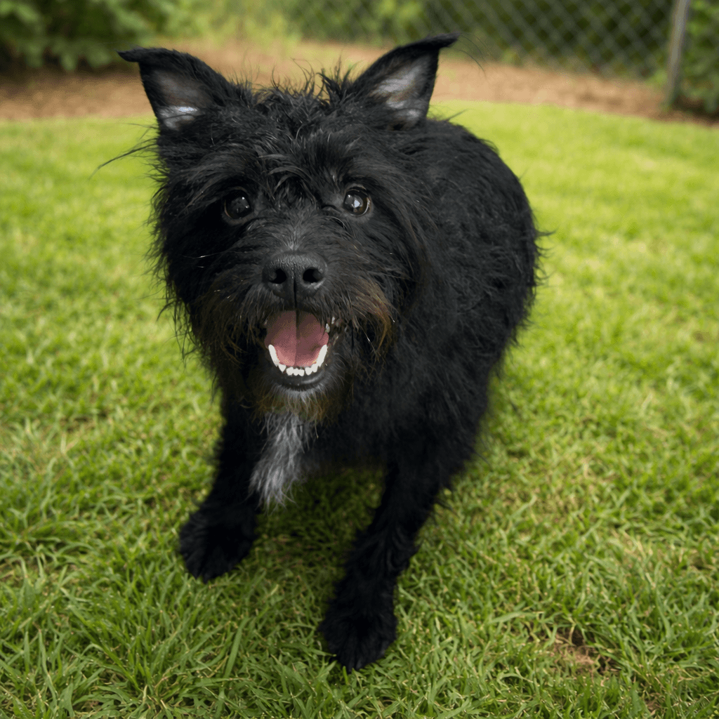 Turbo - Terrier