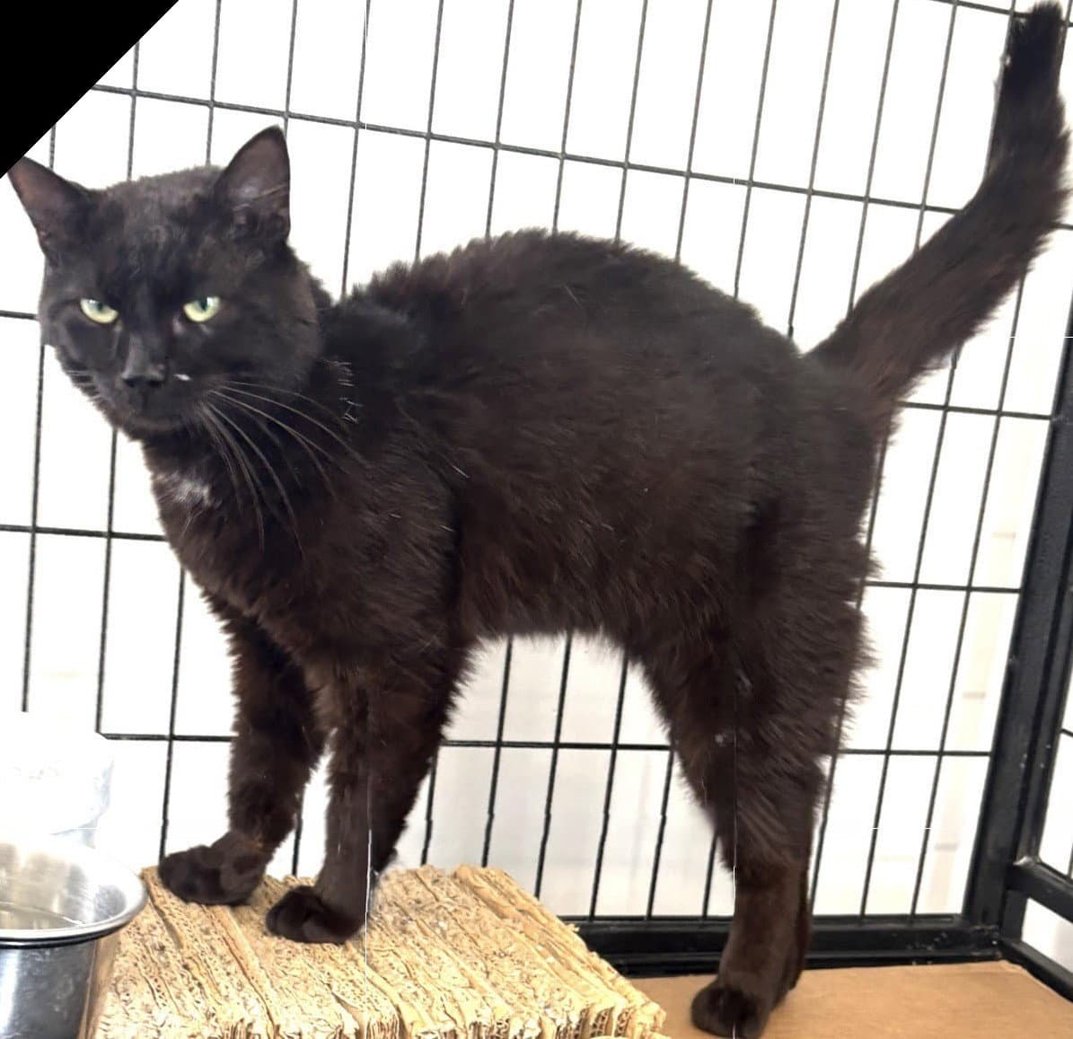 Obsidian - Domestic Short Hair