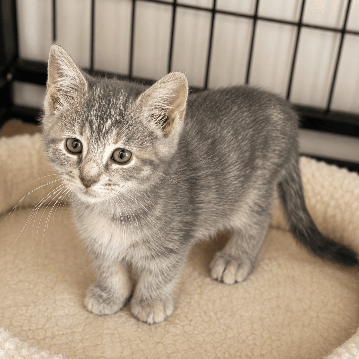 Silvia - Domestic Short Hair