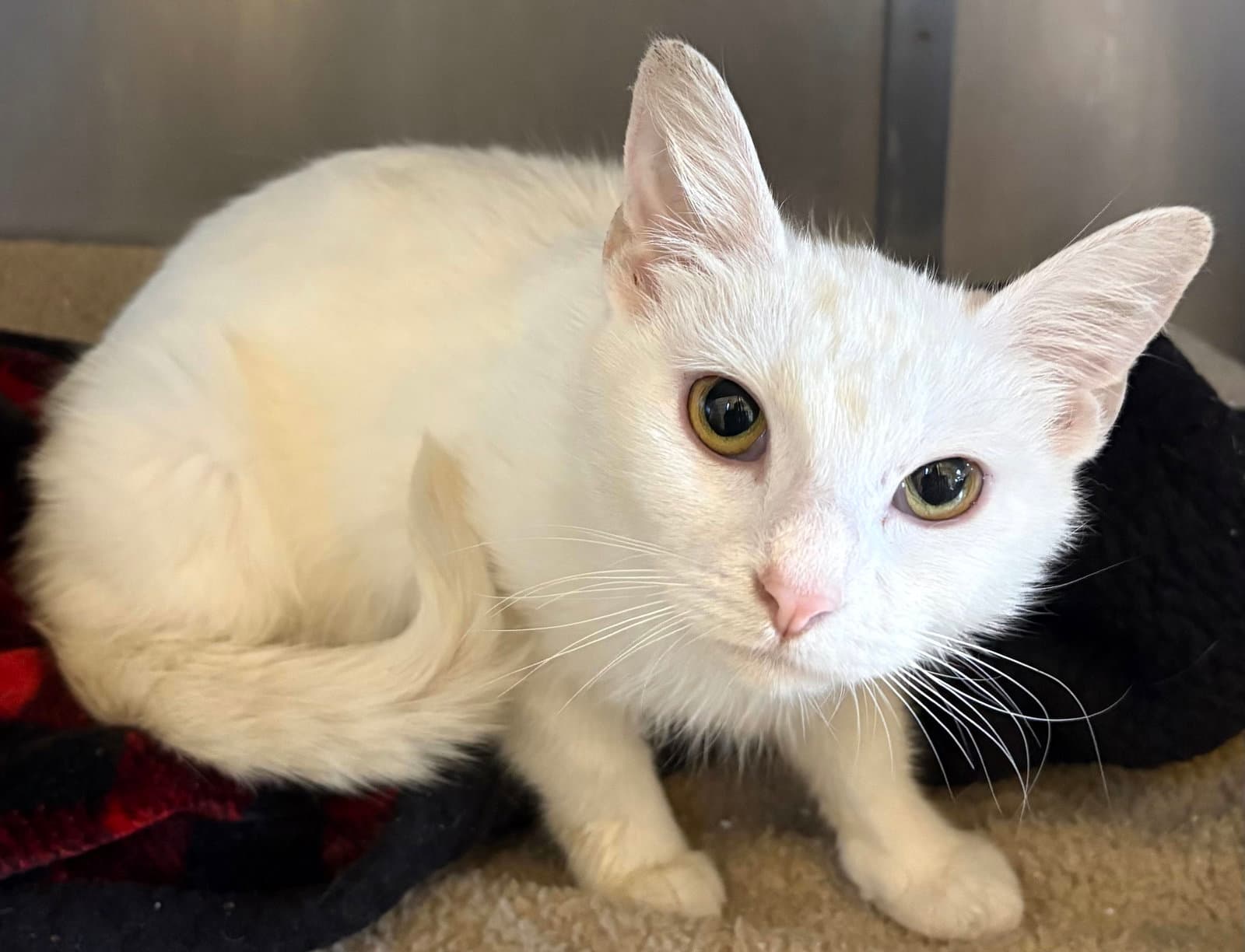 Daisy - Domestic Short Hair