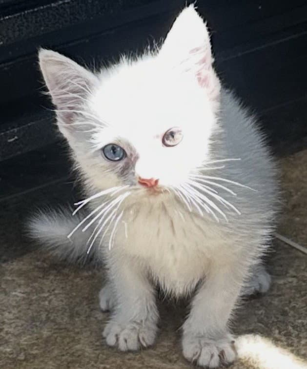 Dahlia - Domestic Medium Hair