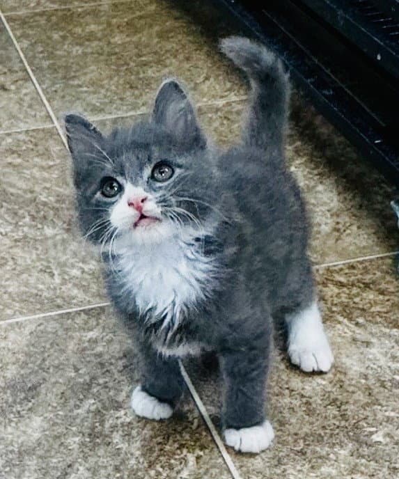 Thorne - Domestic Medium Hair