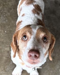 Rocco image 1