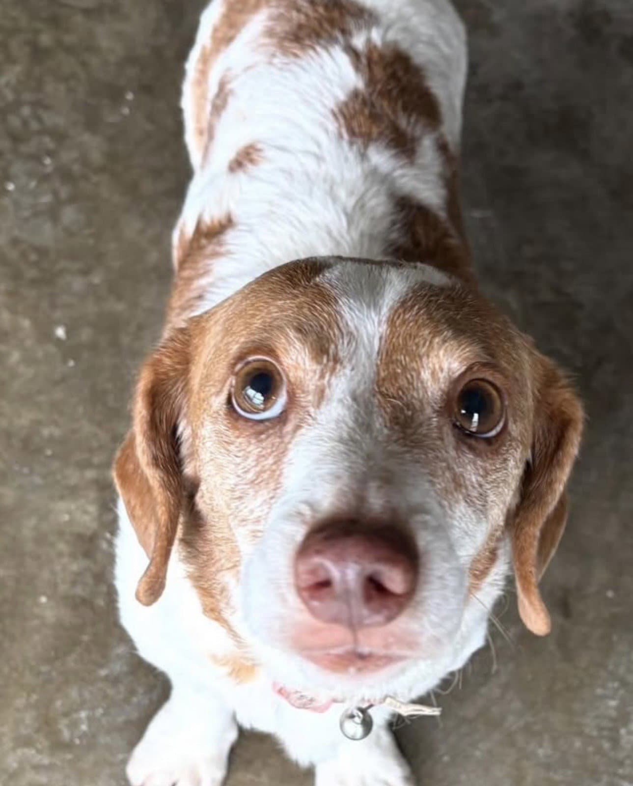 Rocco - Dachshund