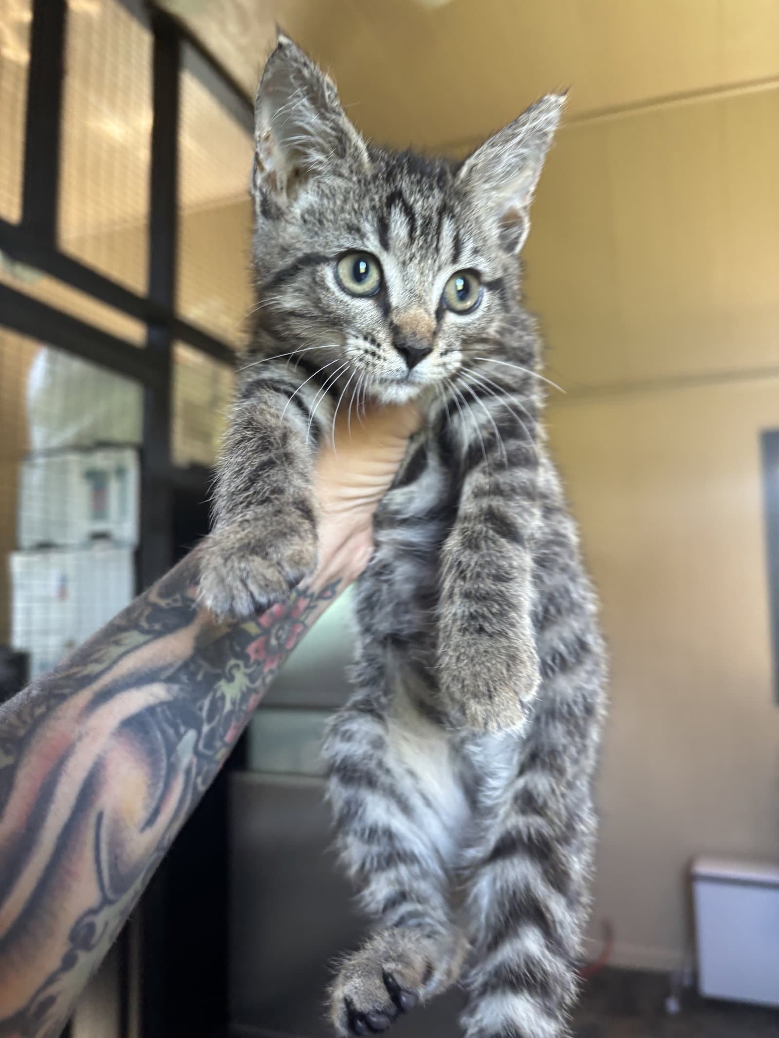 Groot - Domestic Short Hair
