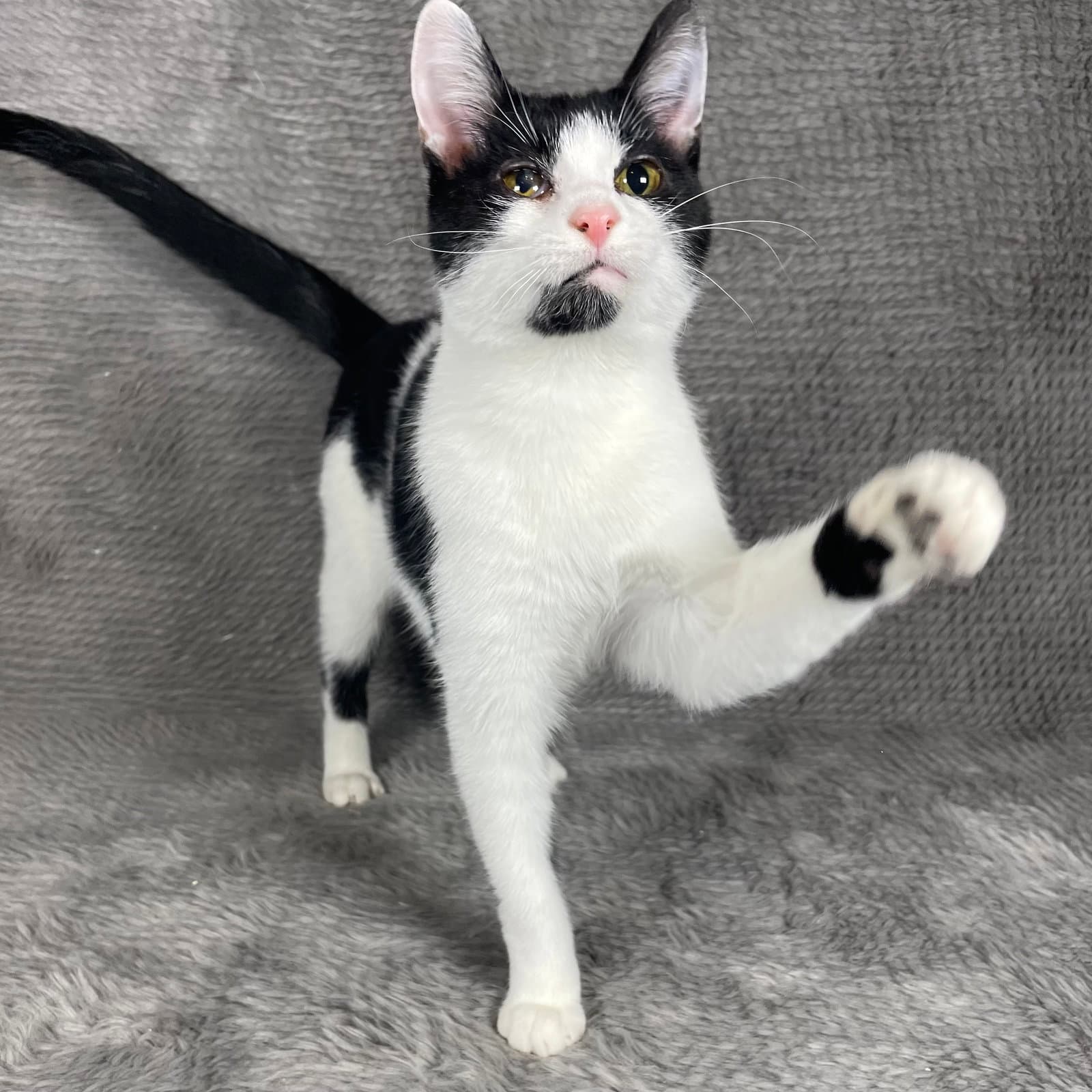 Scottie - Andrea Foster - Domestic Short Hair
