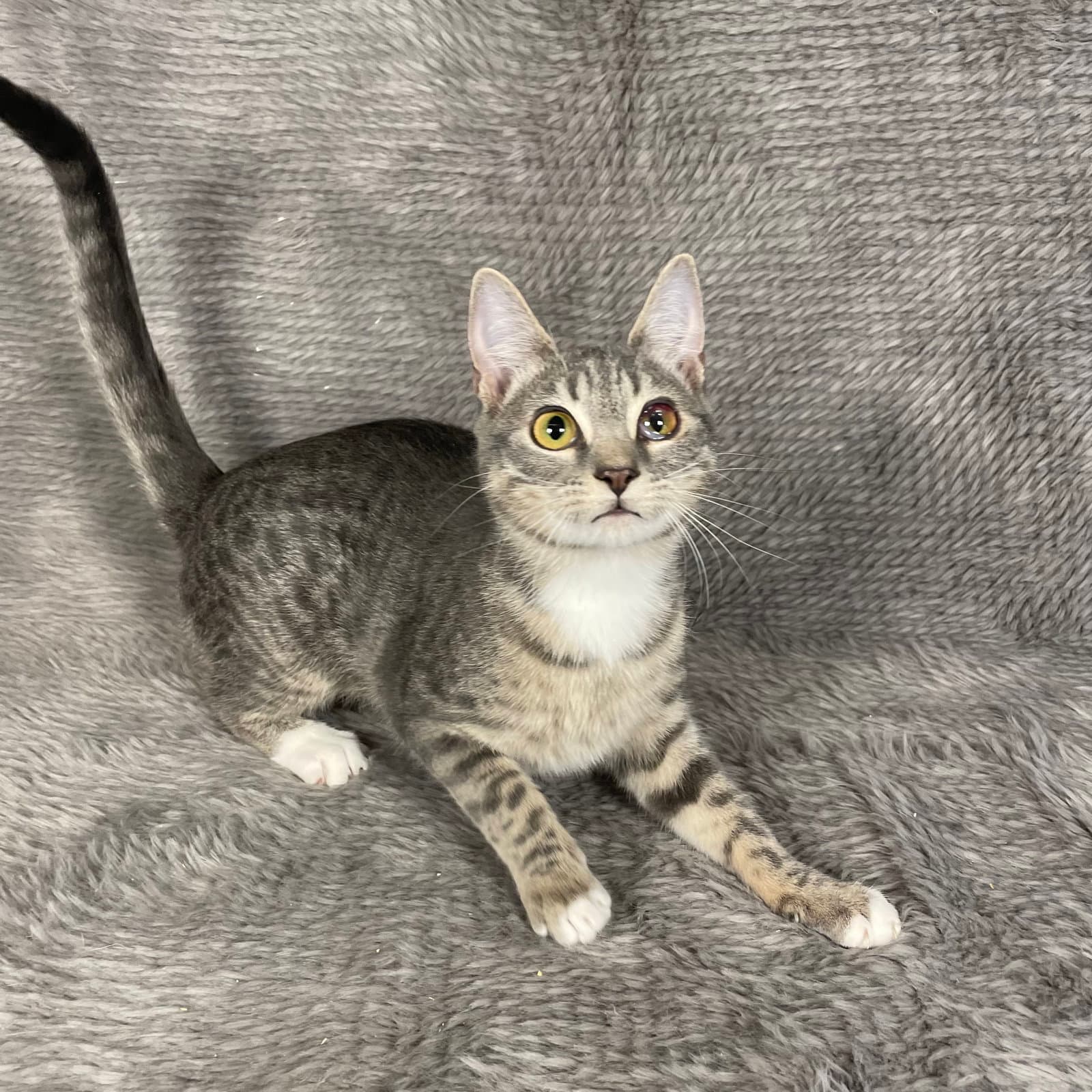 Palm Harbor - Andrea - Domestic Short Hair