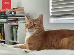 Courtessy Post-Precious image 1