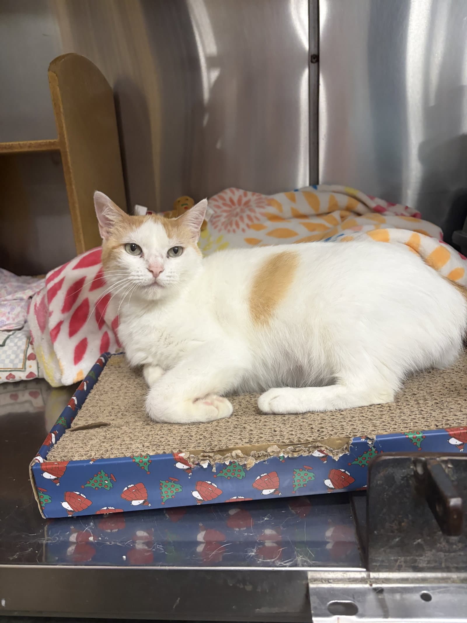 Peggy - Domestic Short Hair