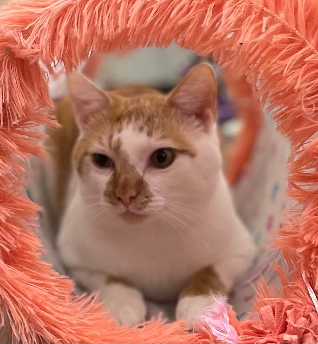 Fanny Pack - Domestic Short Hair