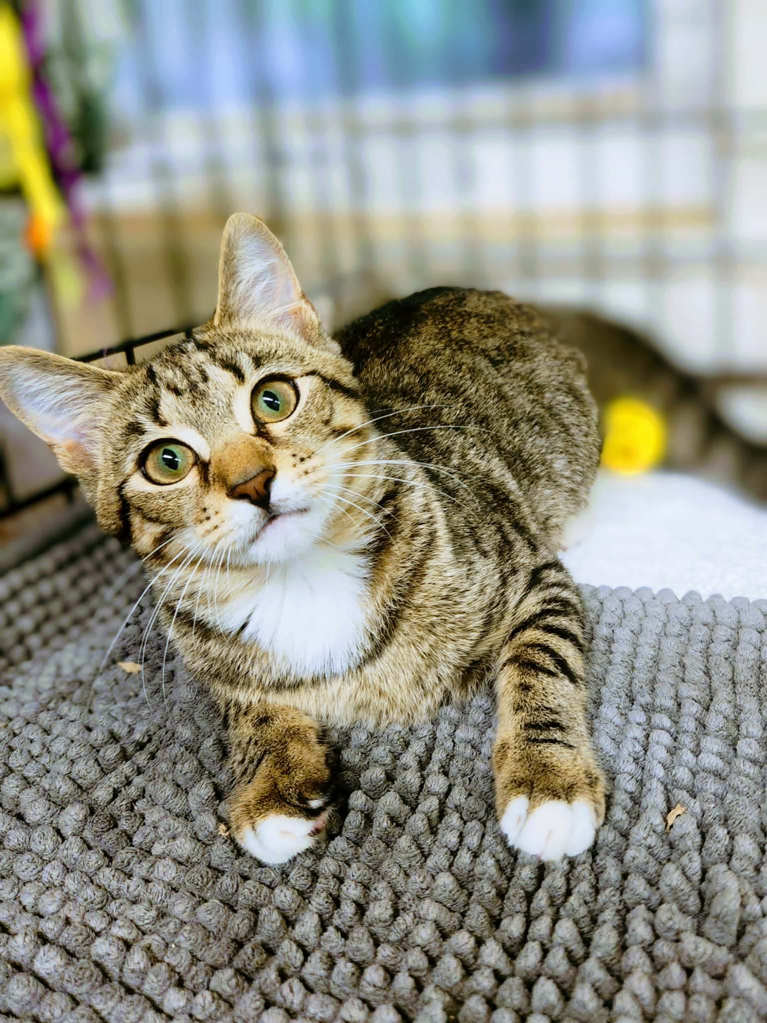 Persephone - Domestic Short Hair