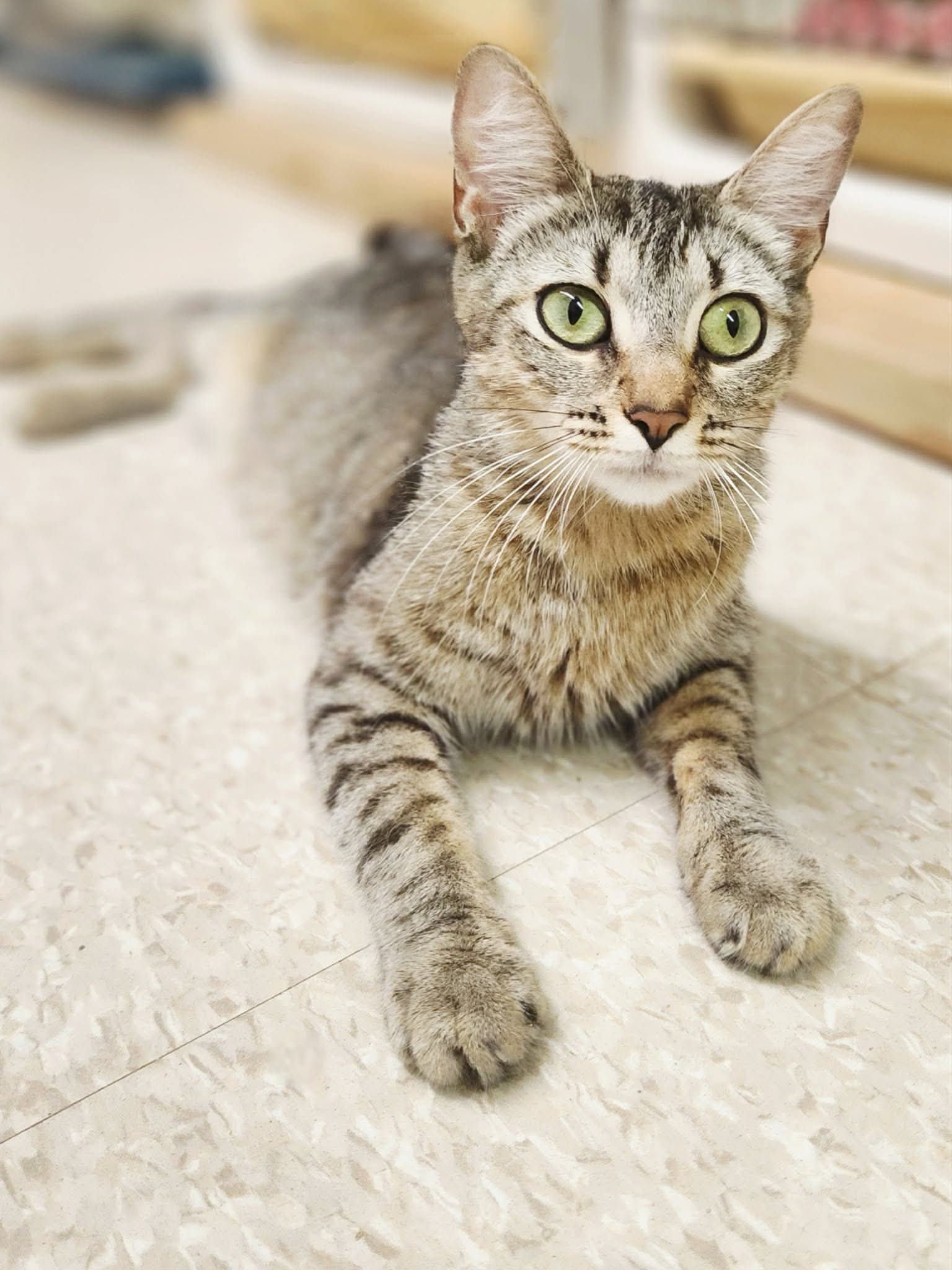 Natalie - Domestic Short Hair