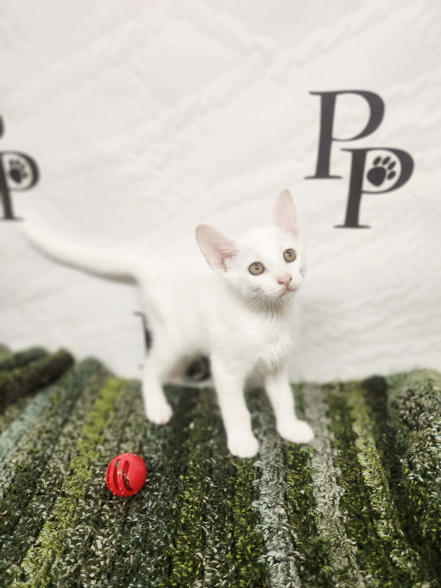 Happy - Domestic Short Hair
