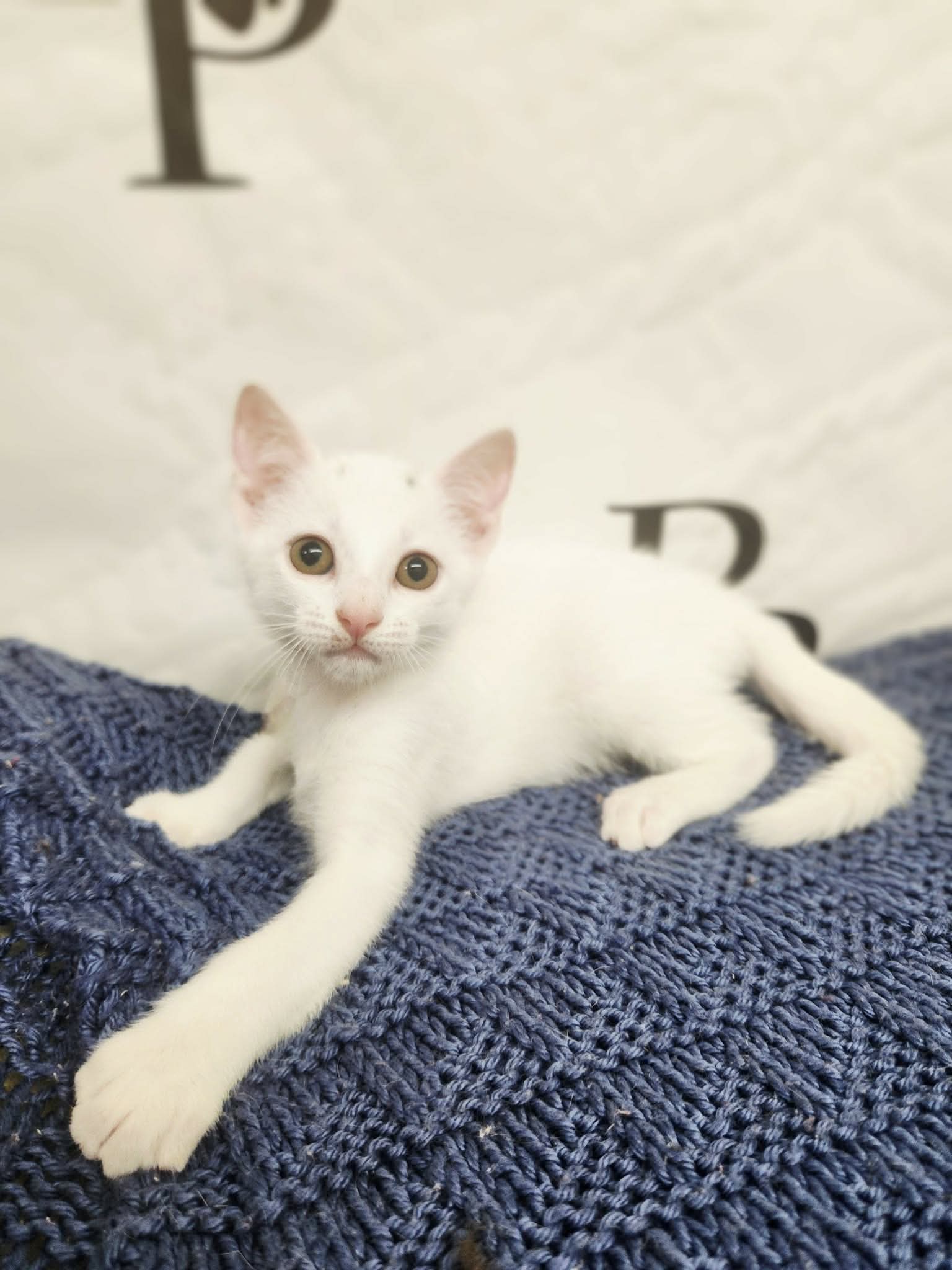 Bashful - Domestic Short Hair