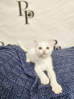 Bashful image 2