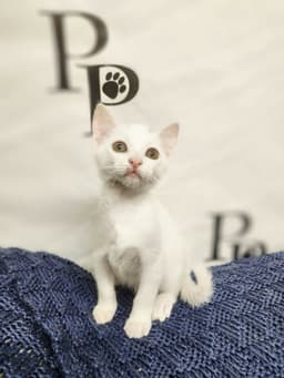 Bashful image 3