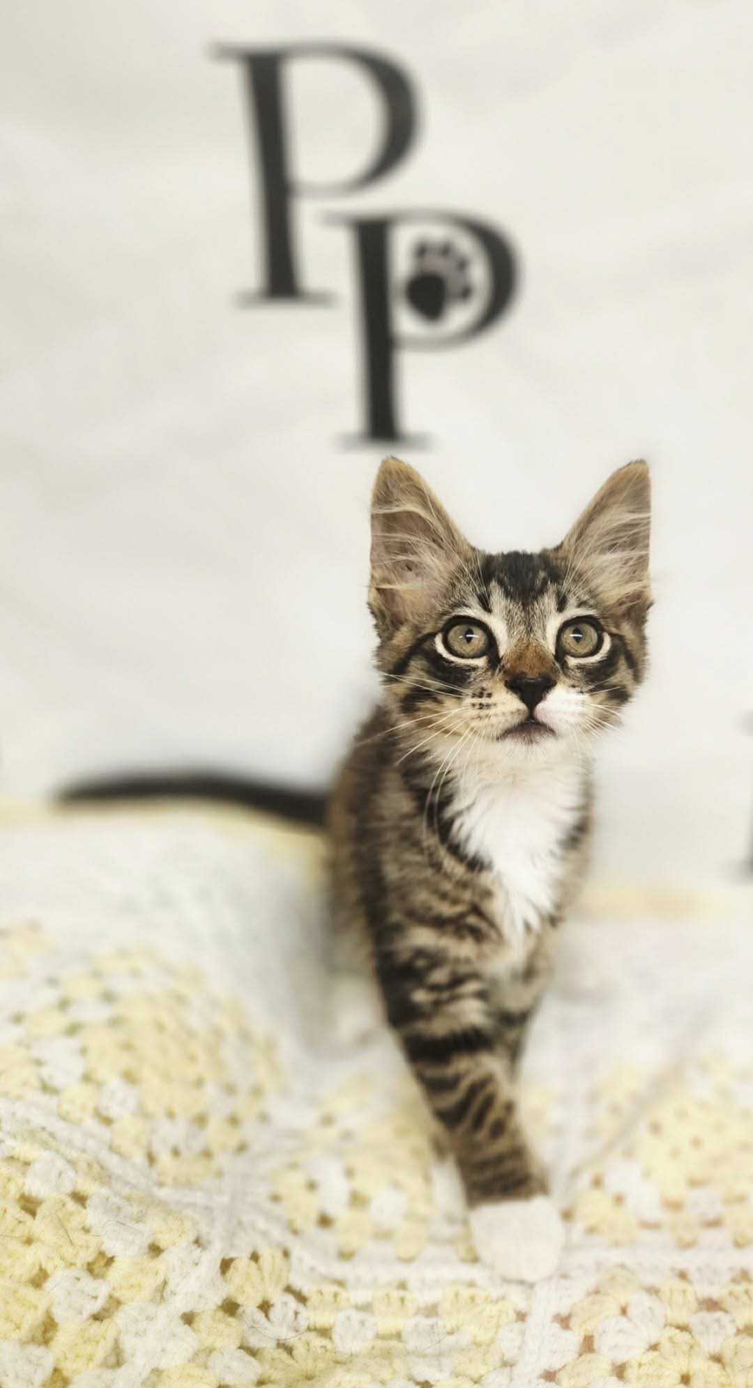 Rock N Roll - Domestic Medium Hair
