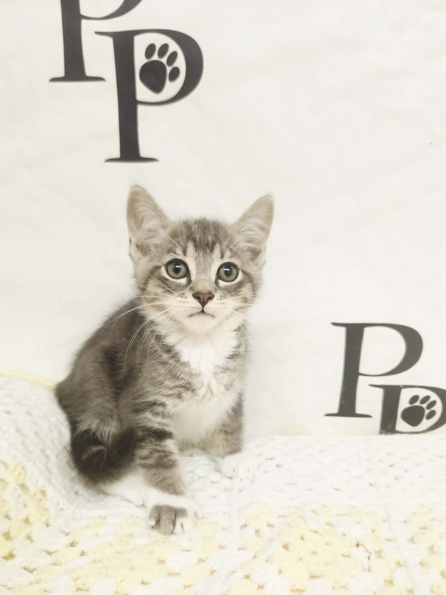 Blues - Domestic Short Hair