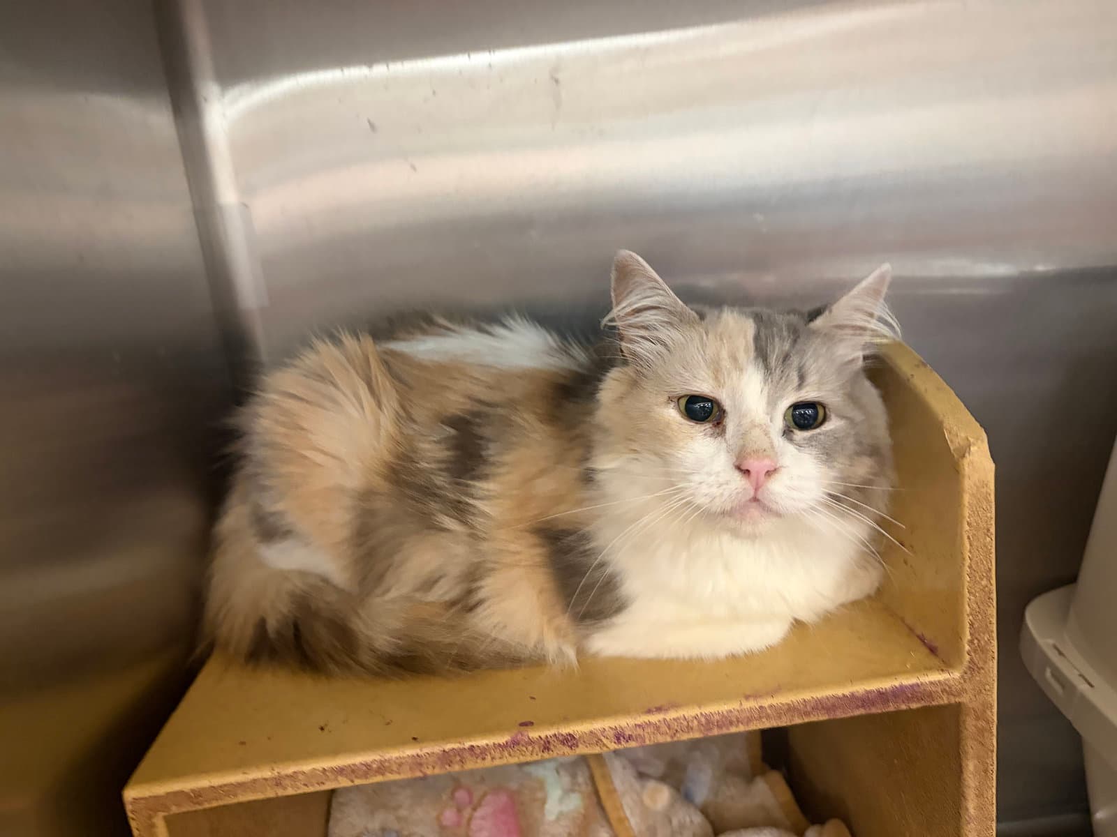 Jesse - Domestic Long Hair