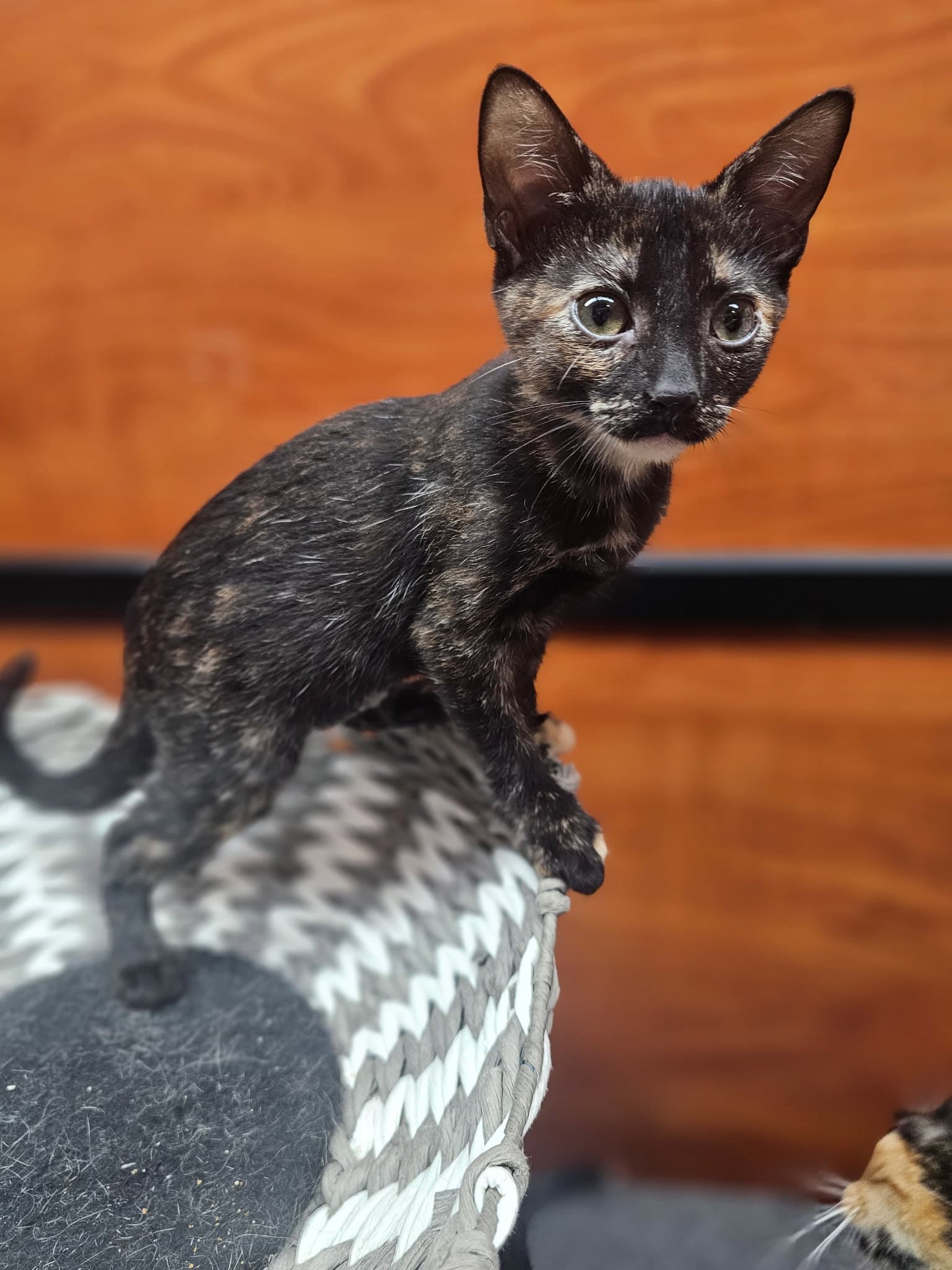 Henrietta - Domestic Short Hair