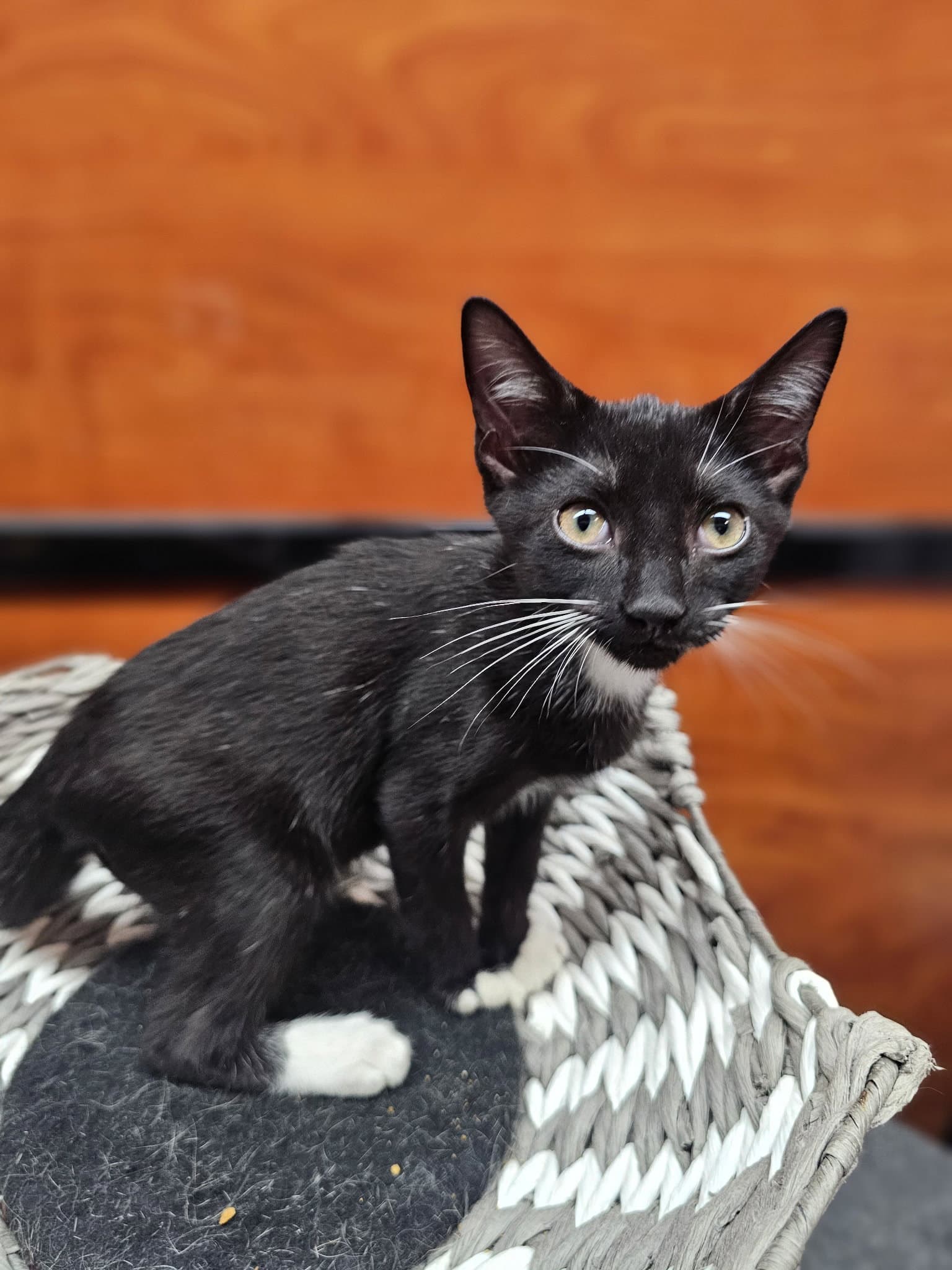 Bartholomew - Domestic Short Hair