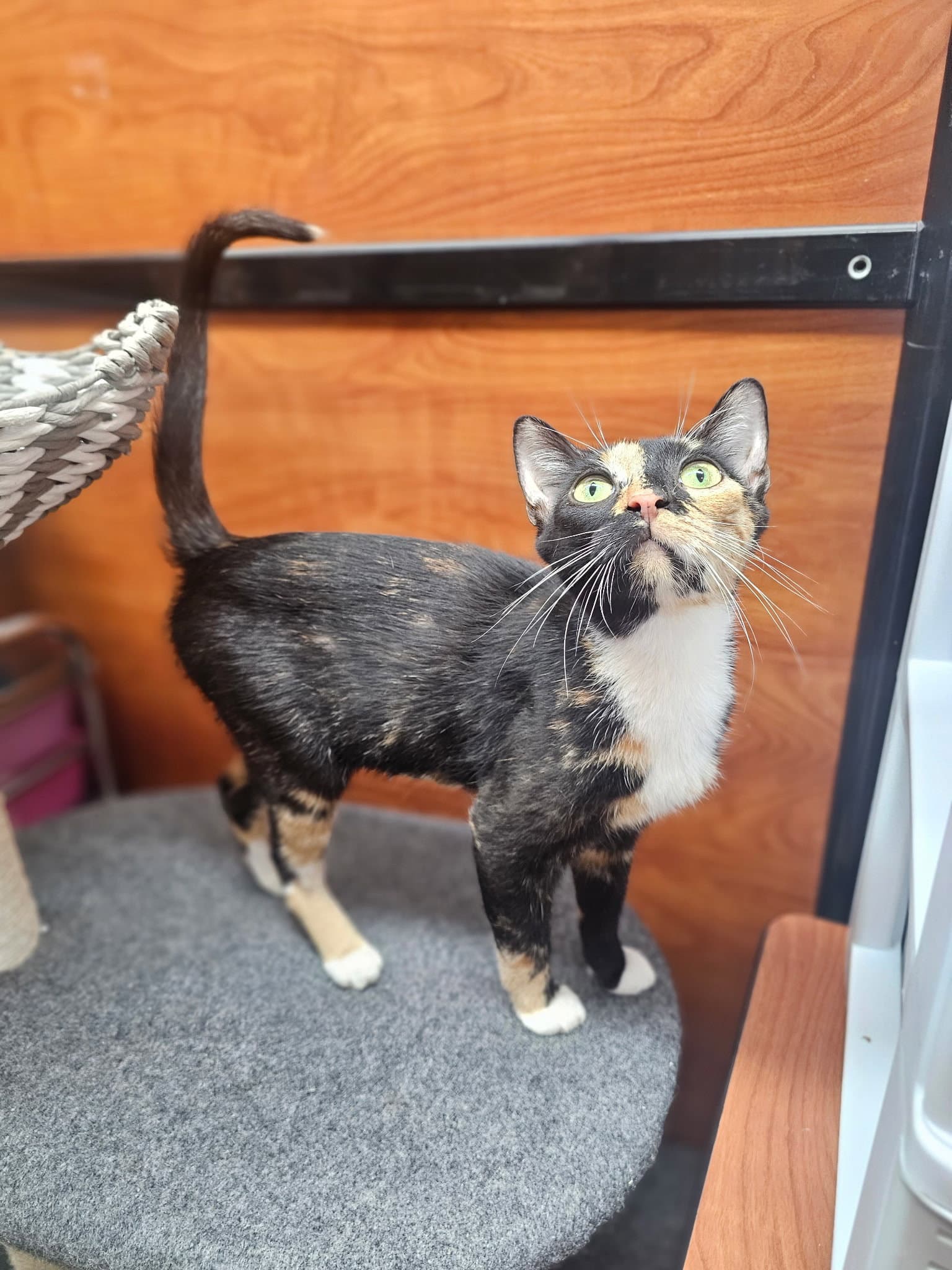 Karma - Domestic Short Hair