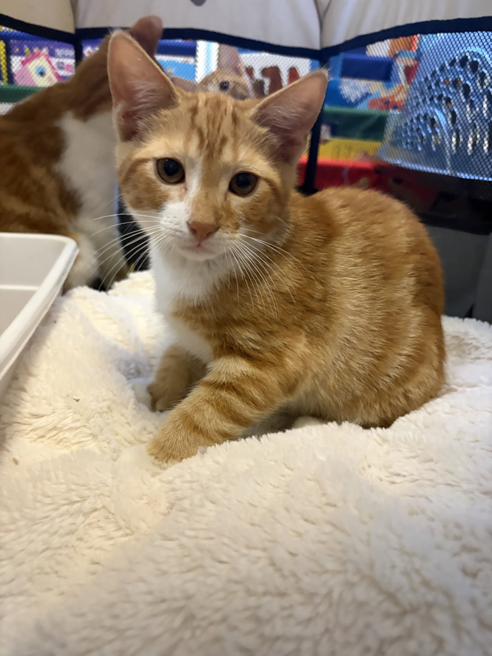 Oliver - Domestic Short Hair