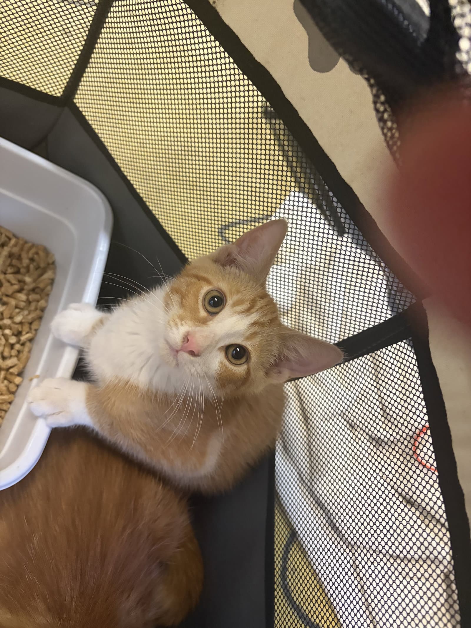 Henry - Domestic Short Hair