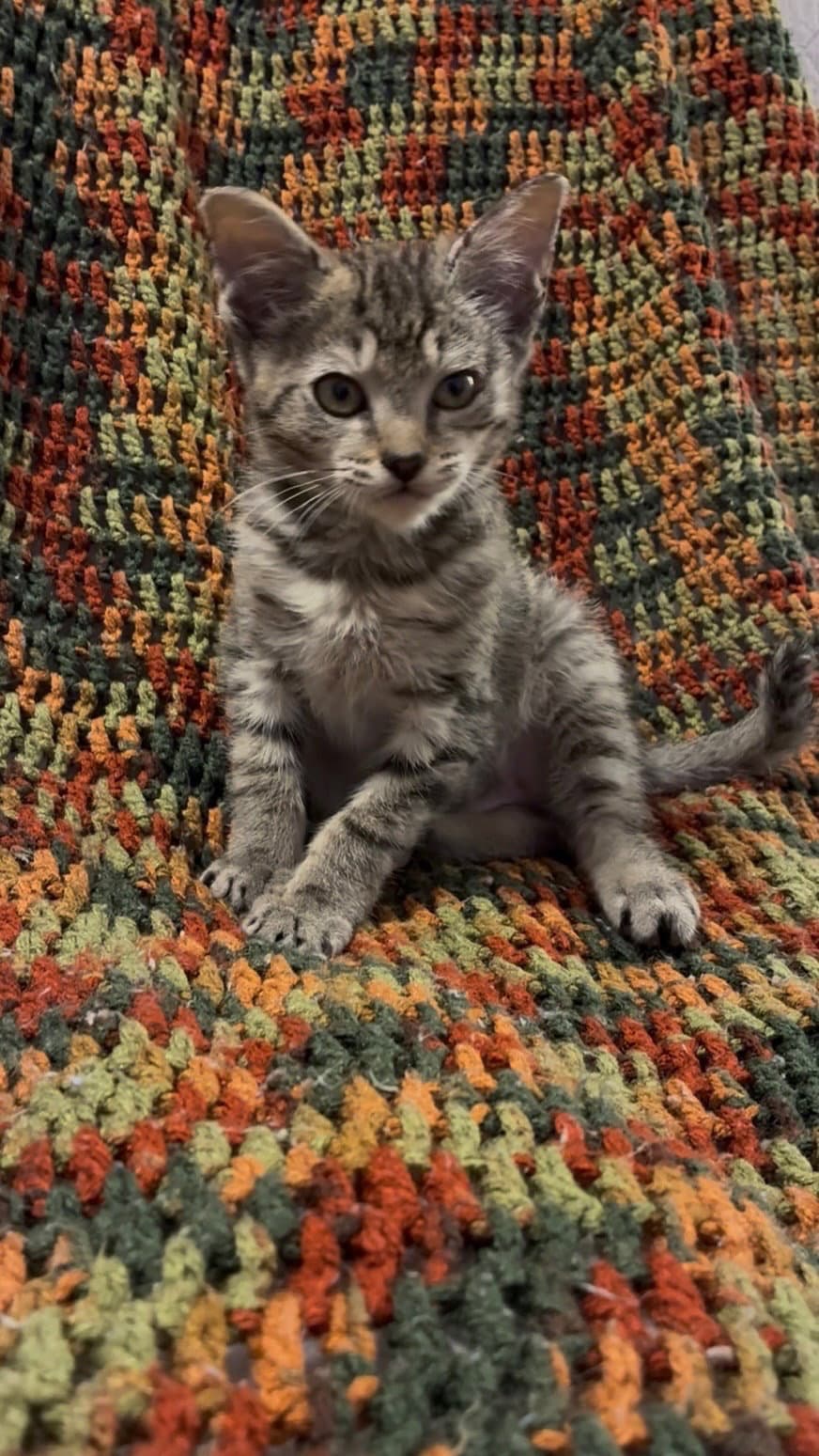 Abe - Domestic Short Hair
