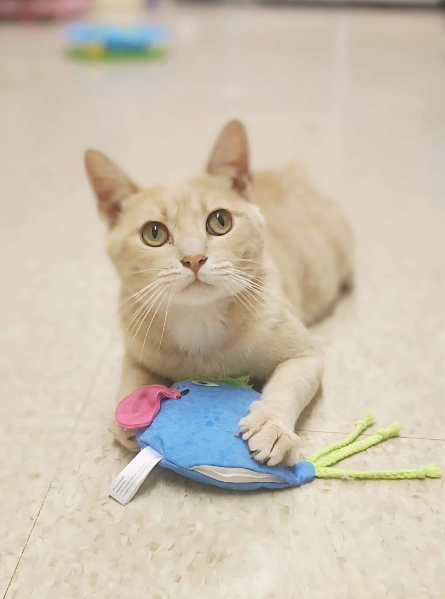 Wonka - Domestic Short Hair