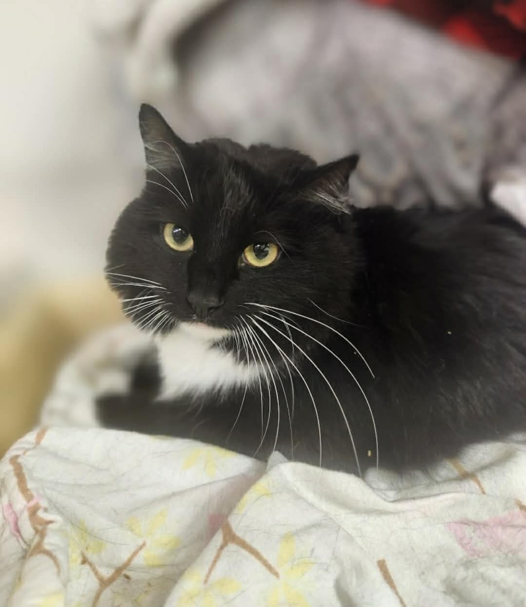 Bailey - Domestic Short Hair