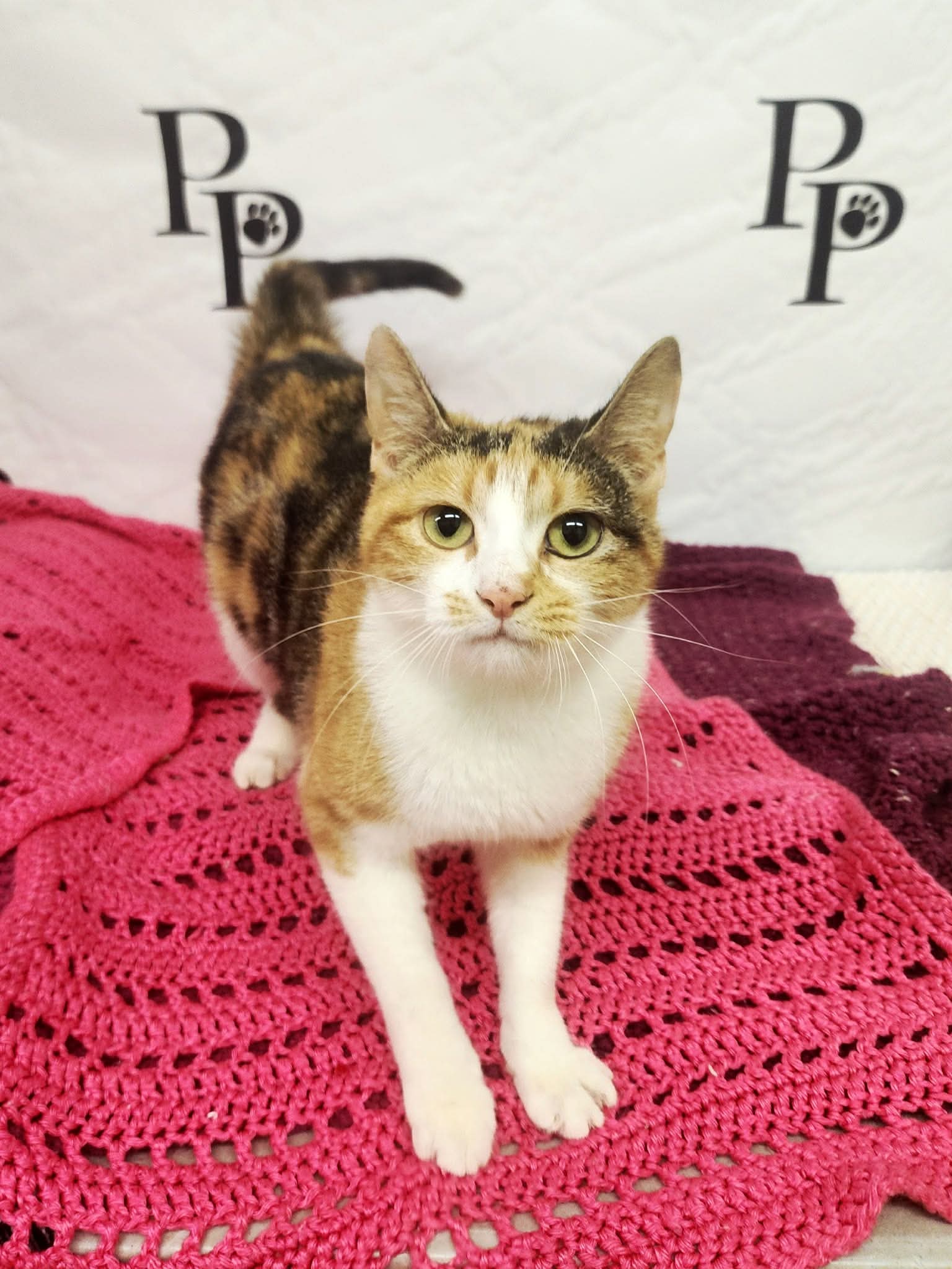 Naomi - Domestic Short Hair