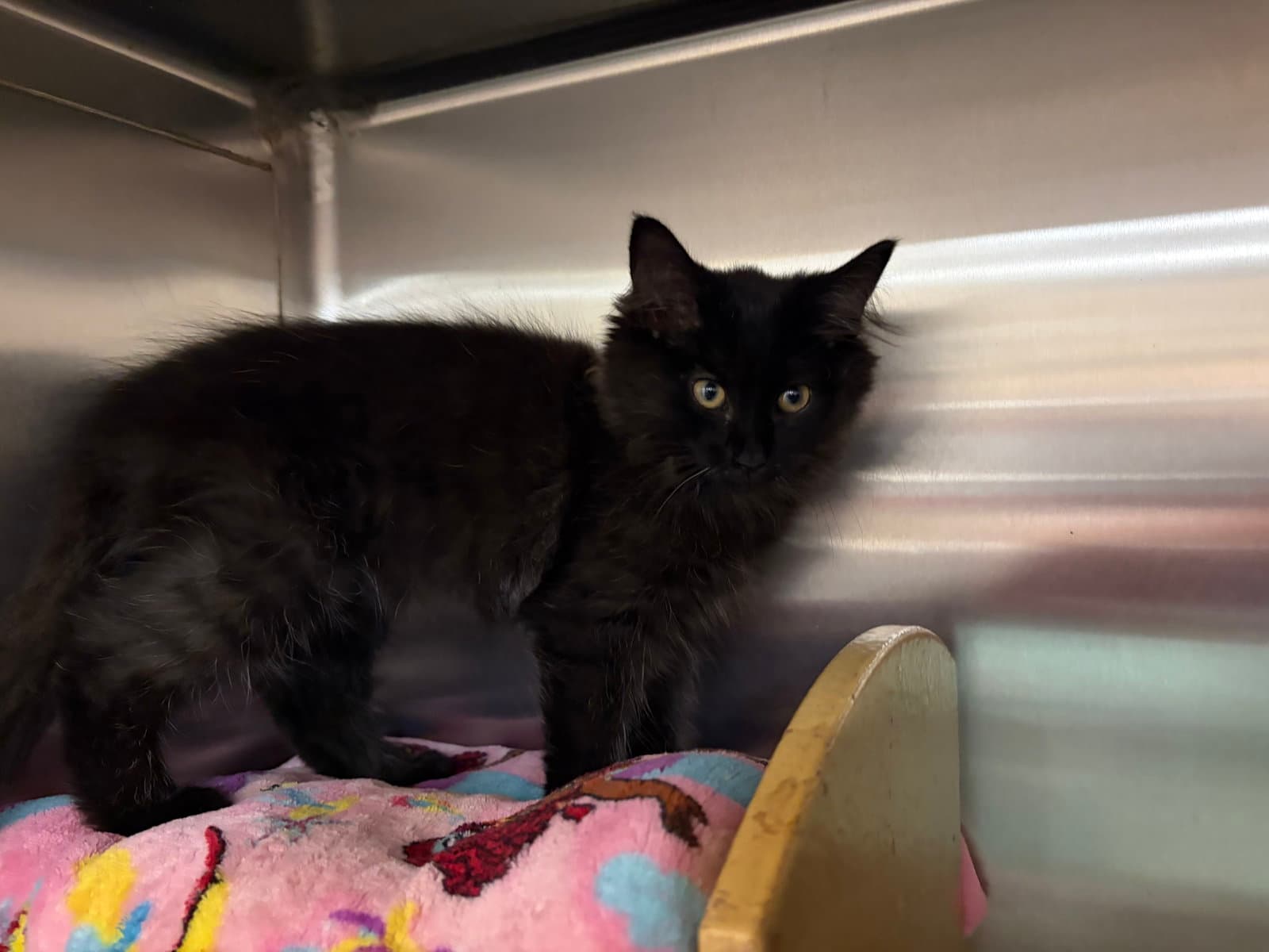 Flower - Domestic Medium Hair